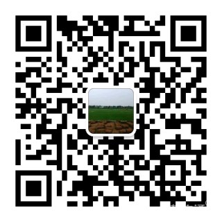 草卷状普通绿地-->中华结缕草