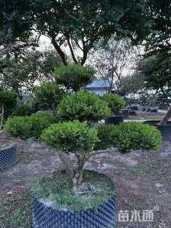 7公分造型瓜子黄杨