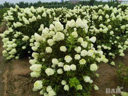 高度100厘米木绣球