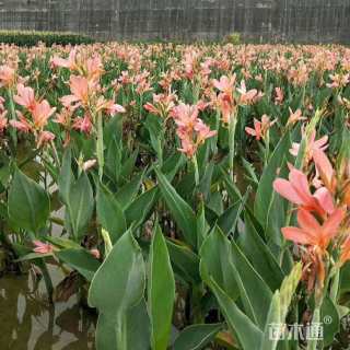 高度25厘米美人蕉