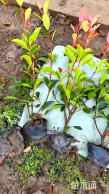 高度55厘米红叶石楠小苗