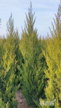 高度100厘米蜀桧