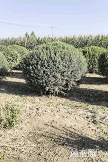 高度120厘米望都塔桧球