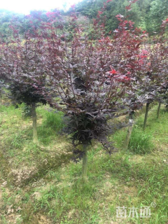 高度90厘米三季红红枫