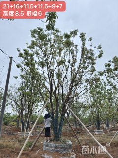 20公分(5杆)丛生香樟