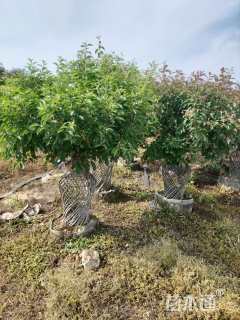 高度200厘米海棠花瓶