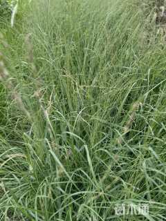 高度60厘米柳枝稷