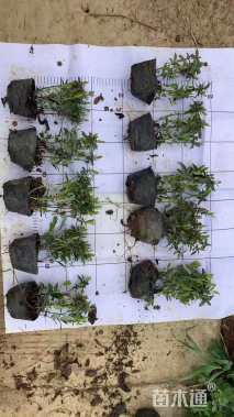 高度30厘米金丝桃