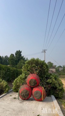 冠幅240厘米桂花球