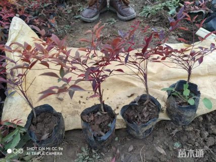 高度35厘米南天竹