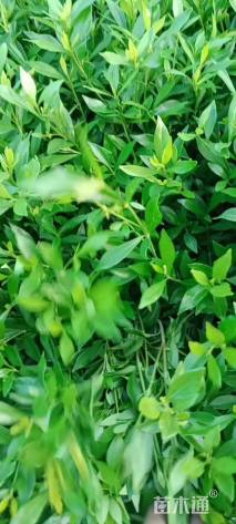 高度25厘米小叶栀子小苗