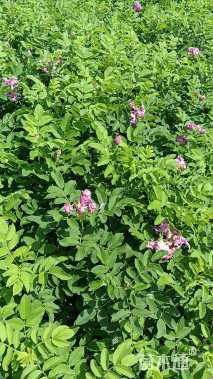 高度25厘米月季小苗