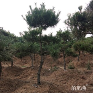 造型黑松