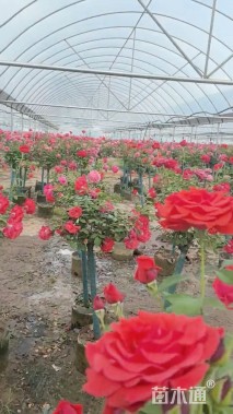 高度60厘米高杆月季