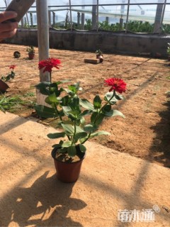 高度25厘米百日草
