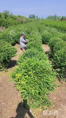 冠幅150厘米小叶女贞球