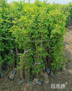 高度60厘米金叶接骨木