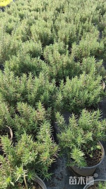 高度30厘米迷迭香