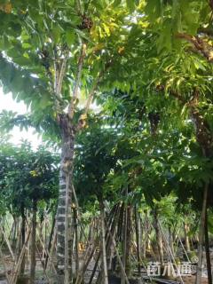 20公分大叶紫薇