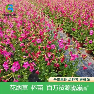 高度30厘米花烟草