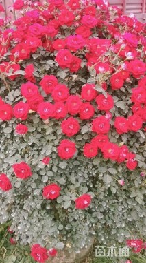 冠幅180厘米月季花球