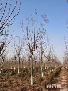 10公分黄山栾树