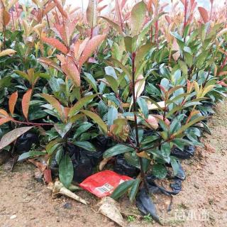 高度80厘米红叶石楠小苗