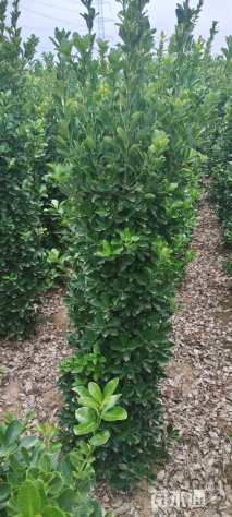 高度180厘米大叶黄杨柱