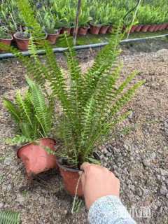 高度30厘米肾蕨