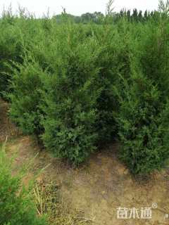 高度100厘米塔柏