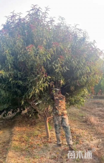 12公分红叶碧桃