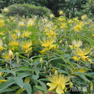 高度30厘米金丝桃