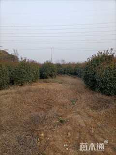 高度300厘米中华石楠