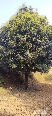 高度400厘米丛生桂花