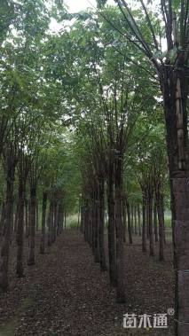 15公分嫁接香花槐