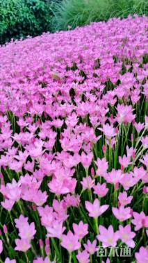 高度3厘米风雨兰种球