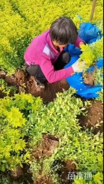 高度50厘米粉花绣线菊