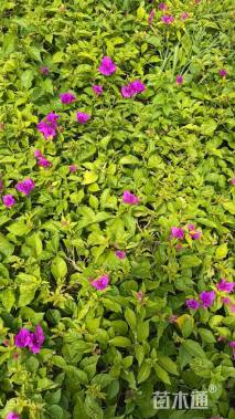 高度40厘米三角梅