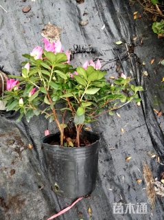 高度25厘米西洋杜鹃