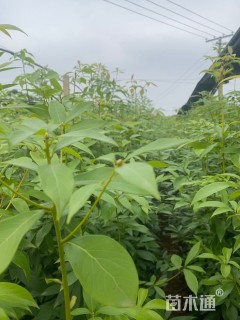 0.7公分金丝楠木