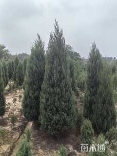高度260厘米桧柏