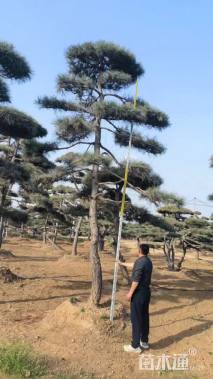 15公分造型景观松