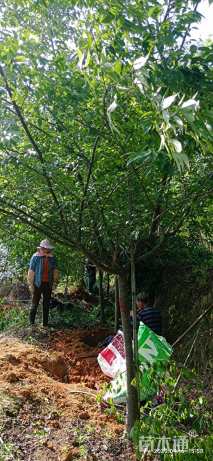 11公分福建山樱花