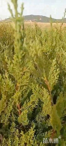 高度30厘米小龙柏