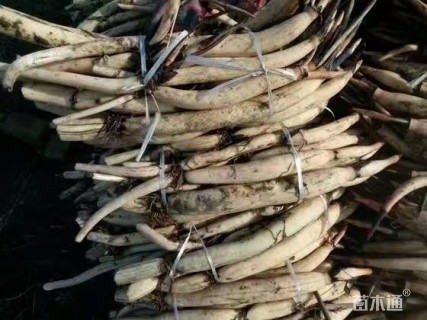 高度100厘米荷花