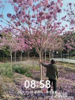 6公分紫花风铃木