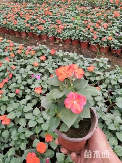 高度18厘米凤仙花