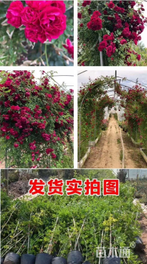 高度120厘米木香