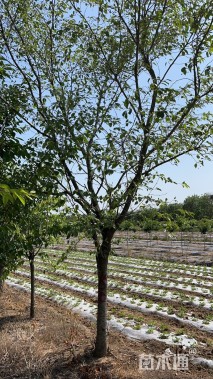 15公分美国红枫