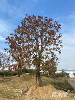31公分乌桕